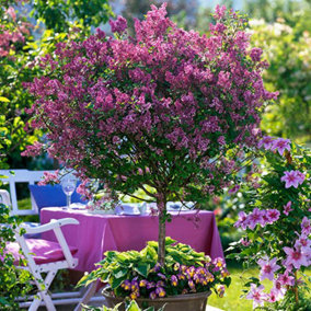 Standard Lilac Tree Syringa 'Palibin' 80-100cm Tall in a 3.5L Pot (Pack of 2)