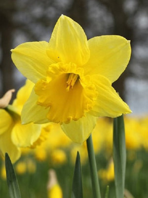 Standard Value Daffodil Bulbs (5 x 20kg (15001800 bulbs)) at B&Q