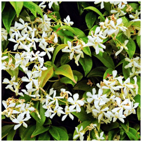 Star Jasmine Plants / Trachelospermum Jasminoides in 9cm Pot, Fragrant Flowers 3FATPIGS