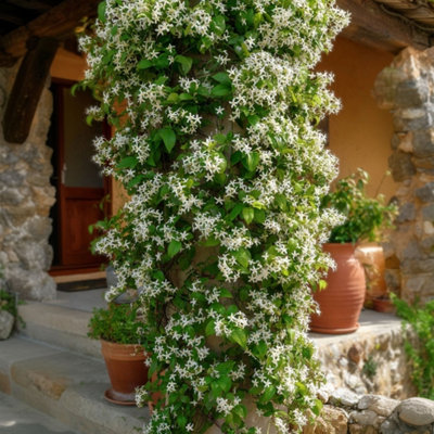 Star of Jasmine - 2 pcs. - Trachelospermum jasminoides - H110
