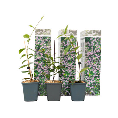 Star of Jasmine - 3 pcs. - Trachelospermum jasminoides - Height 25