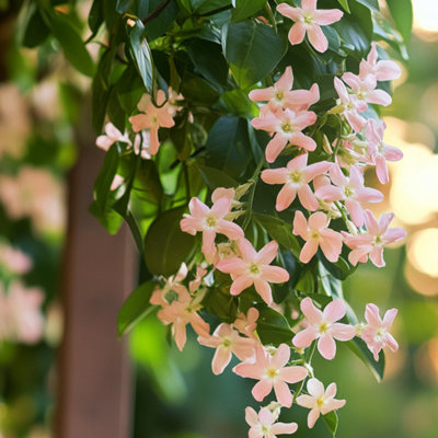 Star of Jasmine - 3 pcs. - Trachelospermum jasminoides - Height 25