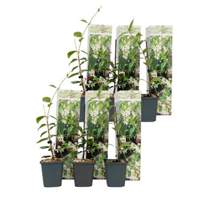 Star of Jasmine - 6 pcs. - Trachelospermum jasminoides - Height 25