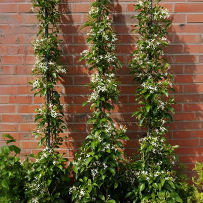 Star of Jasmine - Trachelospermum jasminoides - Height 110-120cm