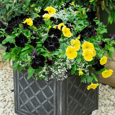 Stars and Sunshine Collection Set of Six Plug Plants