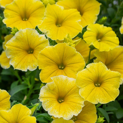 Stars and Sunshine Collection Set of Six Plug Plants