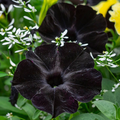 Stars and Sunshine Collection Set of Six Plug Plants - 3