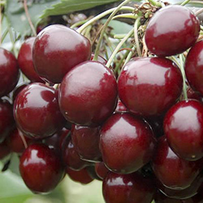 Stella Cherry Fruit Tree in a 5L Pot 90-110cm Tall on Dwarf Rootstock ...