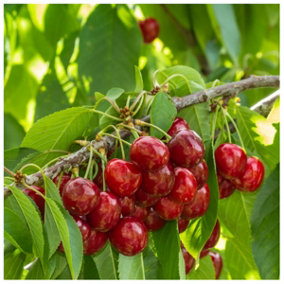 Stella Cherry Tree 3-4ft 6L Pot Self-Fertile& Ready to Fruit.Dark Red,Very Tasty 3FATPIGS