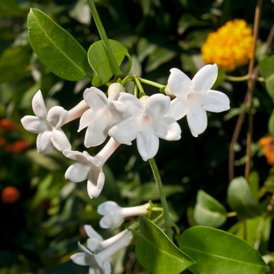 Stephanotis floribunda on Hoop - Madagascar Jasmine in 12cm Pot - 40cm in  Height