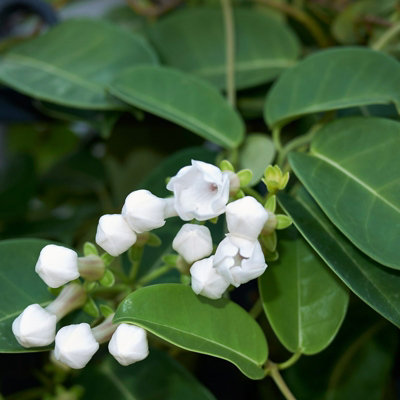 Stephanotis floribunda on Hoop - Madagascar Jasmine in 12cm Pot - 40cm in Height - 3