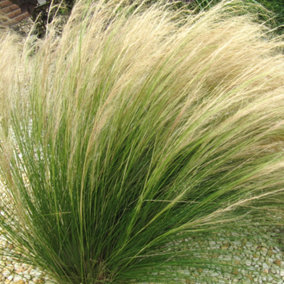 Stipa Pony Tails Ornamental Grass - Elegant Feathery Plumes, Compact Growth, Medium Size (30-45cm Height Including Pot)