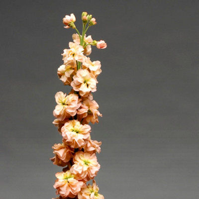 Stock Apricot Column 1 Seed Packet