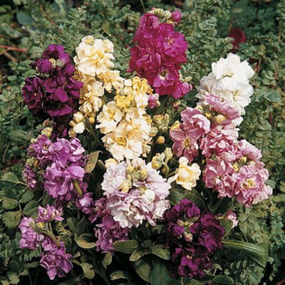 Stocks Dwarf Ten Week Mixed 1 Packet (250 Seeds)