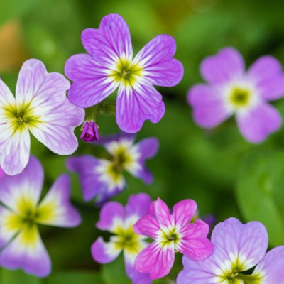 Stocks Virginia Mixed 1 Packet (750 Seeds) | DIY at B&Q