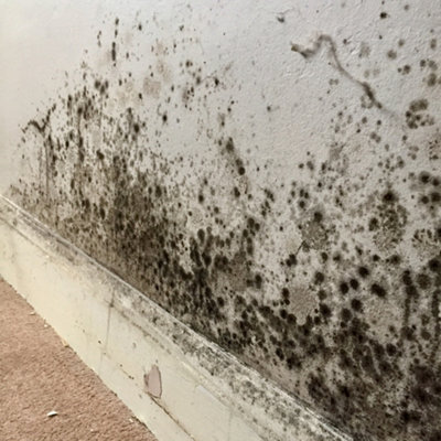 Stonecare4U - Anti-Mould Paint - Natural Flint (2.5L) Bathroom, Kitchen & Bedroom Walls & Ceilings - Protect Against Mould