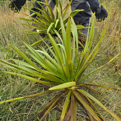 Stratiotes aloides (Giant Water Soldier) - x1 Plant - Oxygenating ...