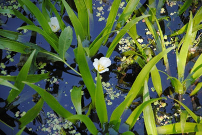 Stratiotes aloides (Water Soldier) - x25 Plants - Oxygenating Marginal ...
