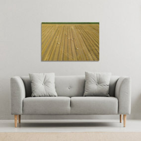 straw bales of wheat lying on harvested field (Canvas Print) / 127 x 101 x 4cm