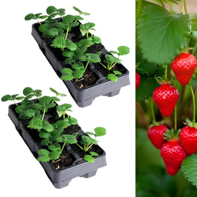Strawberry Cambridge Favourite Fruit Plants 2 x 6 Pack - Fragaria Hardy Perennials - Sweetly Flavoured Fruit Garden Ready Plants