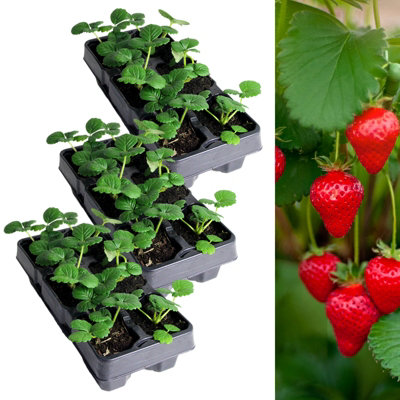 Strawberry Cambridge Favourite Fruit Plants 3 x 6 Pack - Fragaria Hardy Perennials - Sweetly Flavoured Fruit Garden Ready Plants