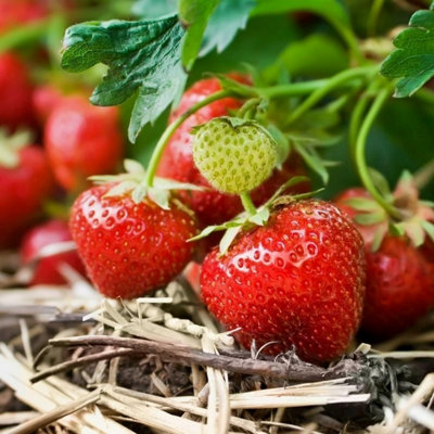 Strawberry Cambridge Favourite Fruit Plants - 6 x Hardy Garden Bushes in 9cm Pots