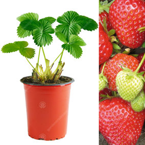 Strawberry Cambridge Favourite - Outdoor Fruit Plants for Gardens, Pots, Containers (9cm Pots, 10 Pack)