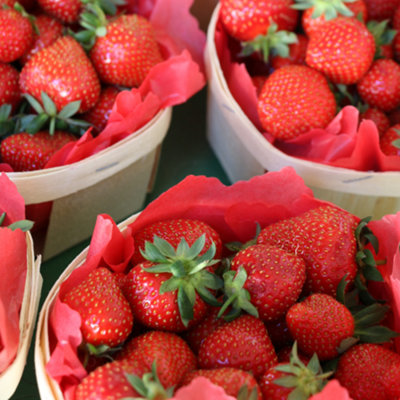 Strawberry Cambridge Favourite - Outdoor Fruit Plants for Gardens, Pots ...