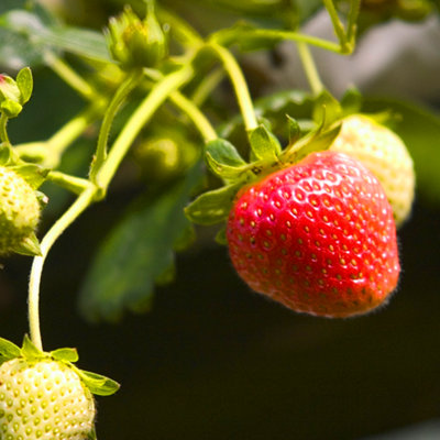 Strawberry Cambridge Favourite - Outdoor Fruit Plants for Gardens, Pots ...