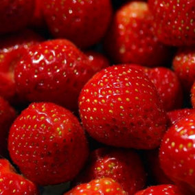 Strawberry Cambridge Favourite x 3