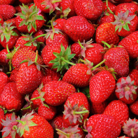 Strawberry Elsanta Bare Root - Grow Your Own Bareroot, Fresh Fruit Plants, Ideal for UK Gardens (10 Pack)