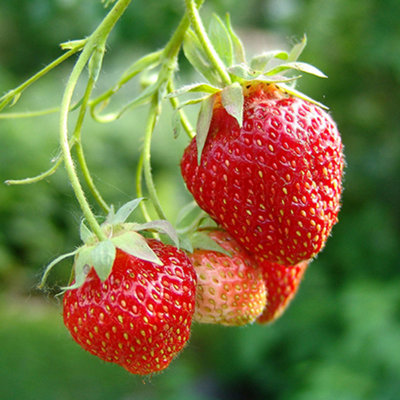 Strawberry Elsanta Bare Root - Grow Your Own Bareroot, Fresh Fruit Plants, Ideal for UK Gardens (5 Pack)
