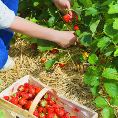 Strawberry Elsanta Bare Root - Grow Your Own Bareroot, Fresh Fruit Plants, Ideal for UK Gardens (5 Pack)