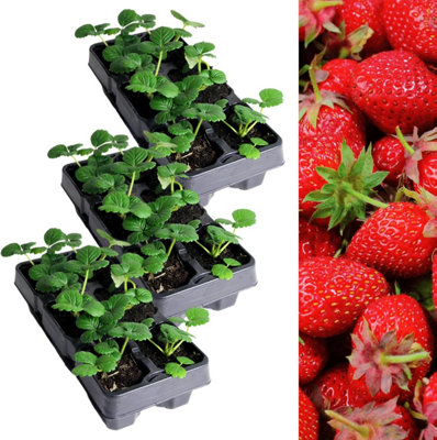 Strawberry Elsanta Fruit Plant 3 x 6 Pack - Garden Fruit Plants