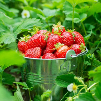 Strawberry Elsanta Fruit Plants 2 x 6 Pack - Fragaria Hardy Perennials ...