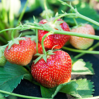 grow your own plant kit Grow Your Own Vegetables with Our Easy Vegetable Gardening Kit –  Organicbazar main image 1