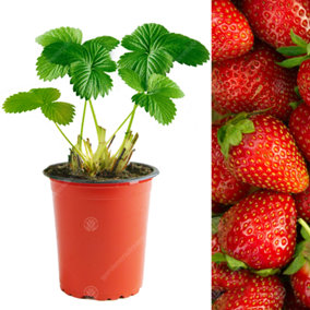 Strawberry Elsanta - Outdoor Fruit Plants for Gardens, Pots, Containers (9cm Pots, 10 Pack)