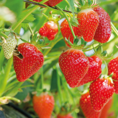 Strawberry Flamenco Bare Root - Grow Your Own Bareroot, Fresh Fruit Plants, Ideal for UK Gardens (20 Pack)