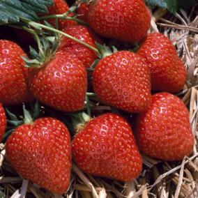 Strawberry Flamenco - Outdoor Fruit Plants for Gardens, Pots, Containers (9cm Pots, 5 Pack)
