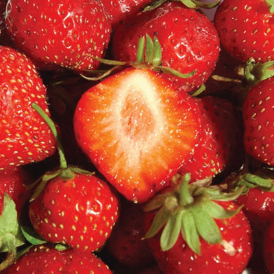 Strawberry Flamenco - Outdoor Fruit Plants for Gardens, Pots ...