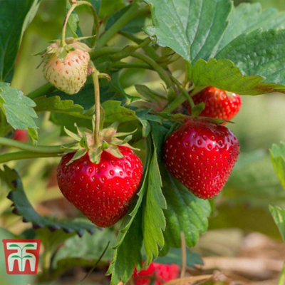 Strawberry (Fragaria) Cambridge Favourite 12 Bare Roots - Outdoor Fruit Plants for Gardens, Pots, Containers