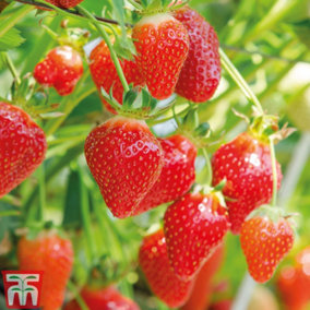 Strawberry (Fragaria) Flamenco 12 Bare Roots - Outdoor Fruit Plants for Gardens, Pots, Containers