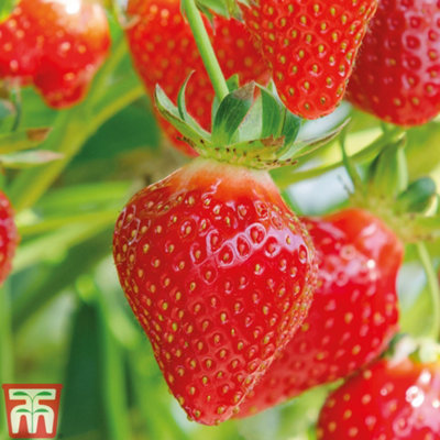 Strawberry (Fragaria) Flamenco 12 Bare Roots - Outdoor Fruit Plants for Gardens, Pots, Containers