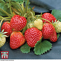 Strawberry (Fragaria) Honeoye 6 Bare Roots - Outdoor Fruit Plants for Gardens, Pots, Containers