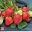 Strawberry (Fragaria) Honeoye 6 Bare Roots - Outdoor Fruit Plants for Gardens, Pots, Containers