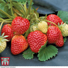 Strawberry (Fragaria) Honeoye 9cm Taupe Pot x 1 - Outdoor Fruit Plants for Gardens, Pots, Containers