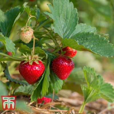 Strawberry (Fragaria) Mara des Bois 12 Bare Roots