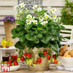 Strawberry (Fragaria) Montana 9cm Pot x 3 - Outdoor Fruit Plants for Gardens, Pots, Containers