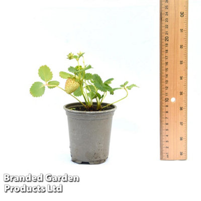 Strawberry (Fragaria) Montana 9cm Pot x 3 - Outdoor Fruit Plants for Gardens, Pots, Containers