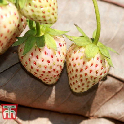 Strawberry (Fragaria) Pineberry Snow White 9cm Pot x 1